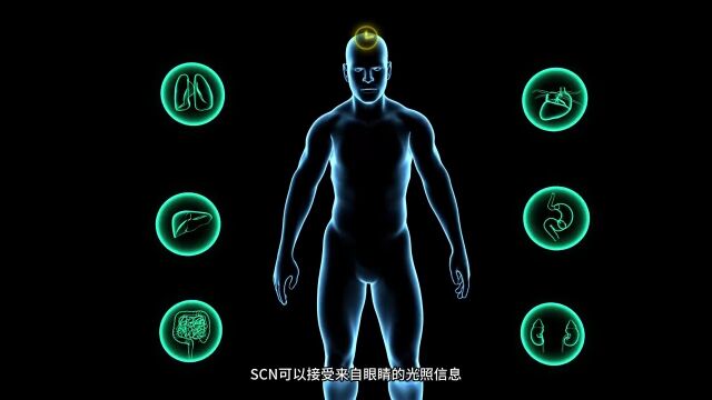 重大突破!我国科学家发现生物钟紊乱原理