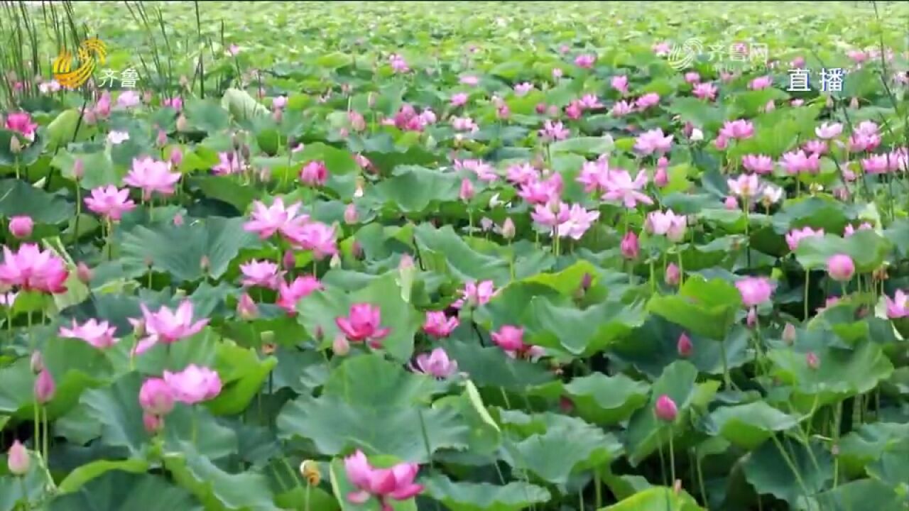 东营市东营区:荷叶田田,荷花依依