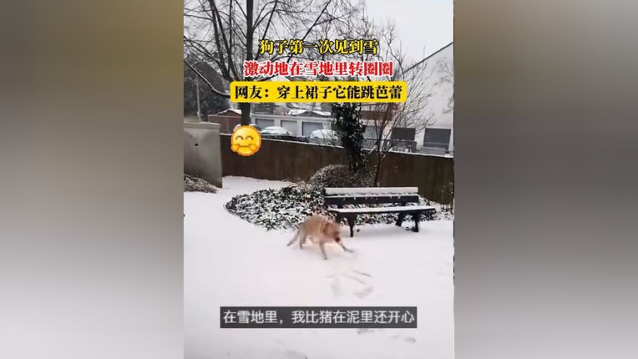 狗子第一次见到雪,激动地在雪地里转圈圈,网友:穿上裙子它能跳芭蕾