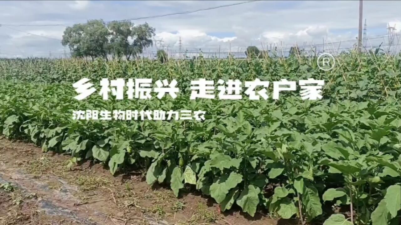 乡村振兴,走进农户家,沈阳生物时代助力韩大姐卖菜