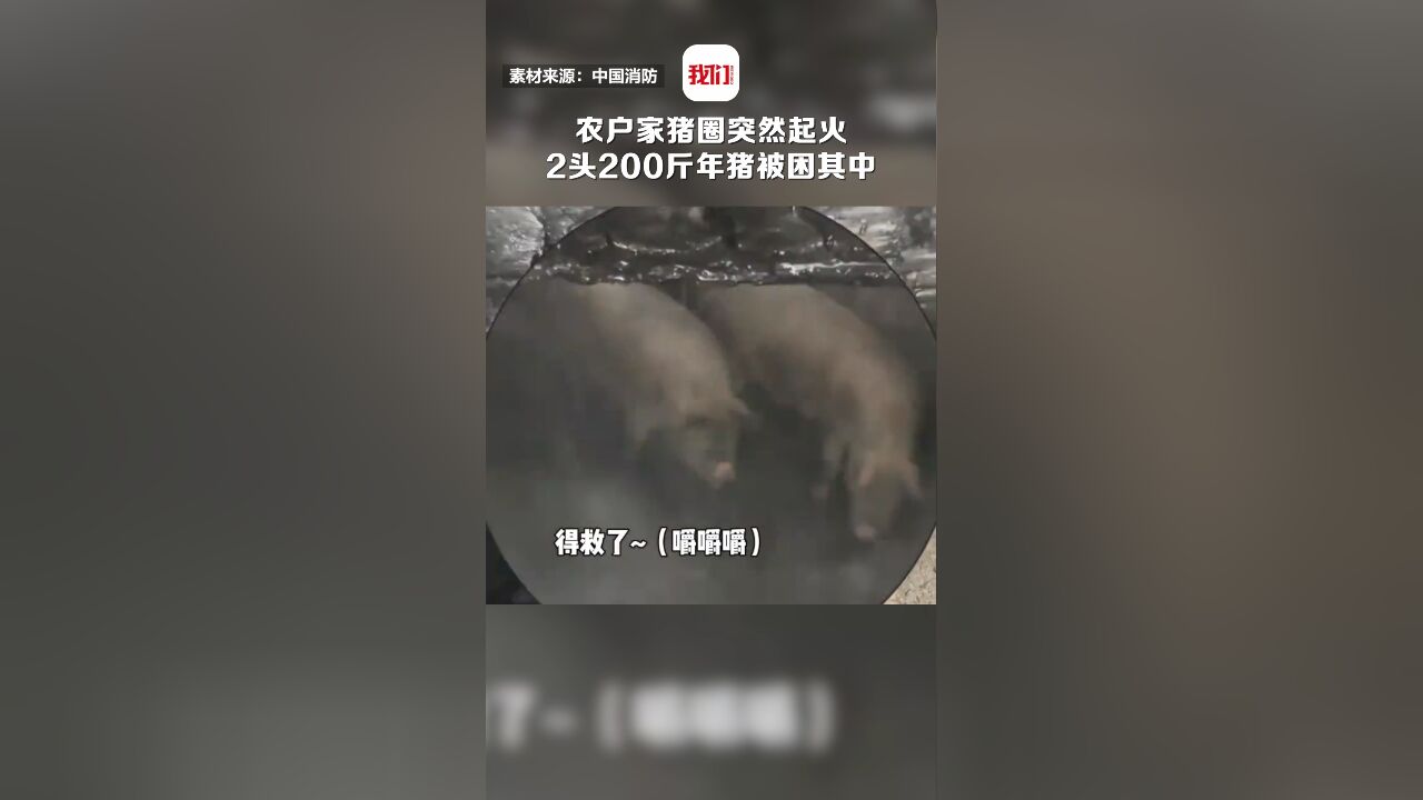 贵州一农户家猪圈突然起火 2头200斤年猪被困其中