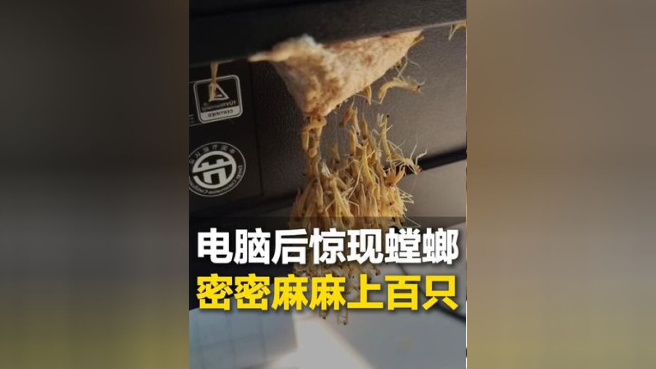 电脑显示器后惊现密密麻麻上百只小螳螂 网友:人麻了