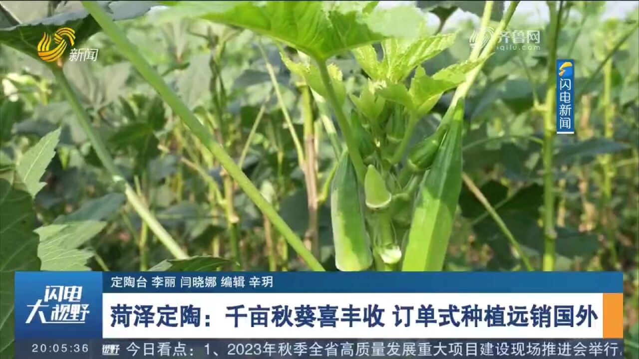 菏泽定陶:千亩秋葵喜获丰收,长势喜人,订单式种植远销国外