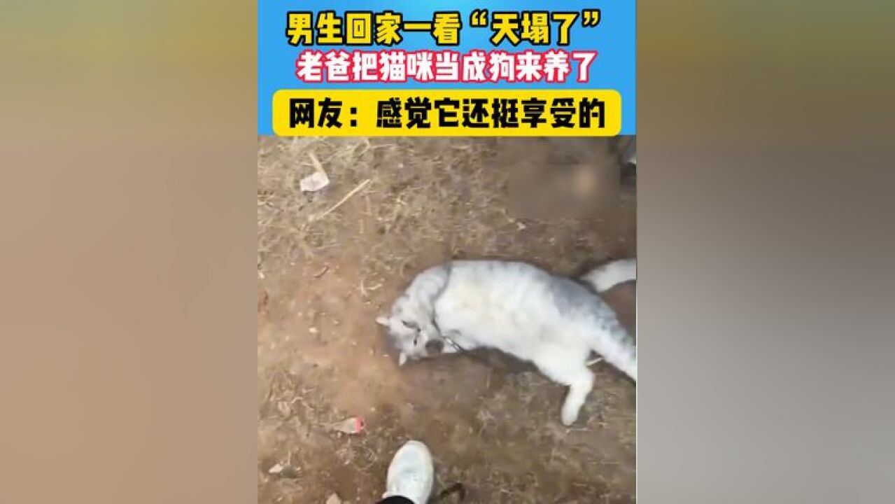 老爸把猫咪当狗来养,没想到适配度还挺高