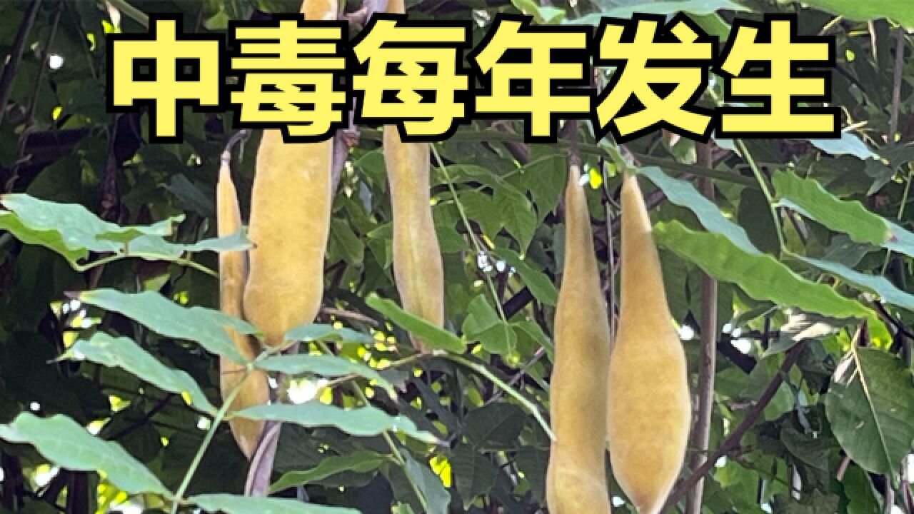 千万不要嘴馋:校园里的“大豆荚”是有毒的