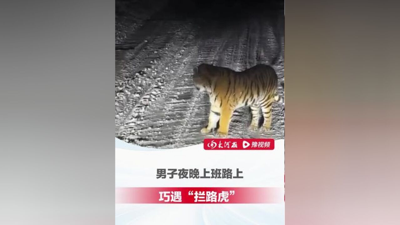 男子夜晚上班路上巧遇“拦路虎”,老虎被喇叭吓得一激灵后,竟横躺路中间不起,男子:领导,不是不走啊!是不敢走