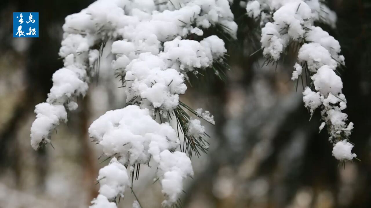 来赏雪 大连的雪景美的宛如童话世界