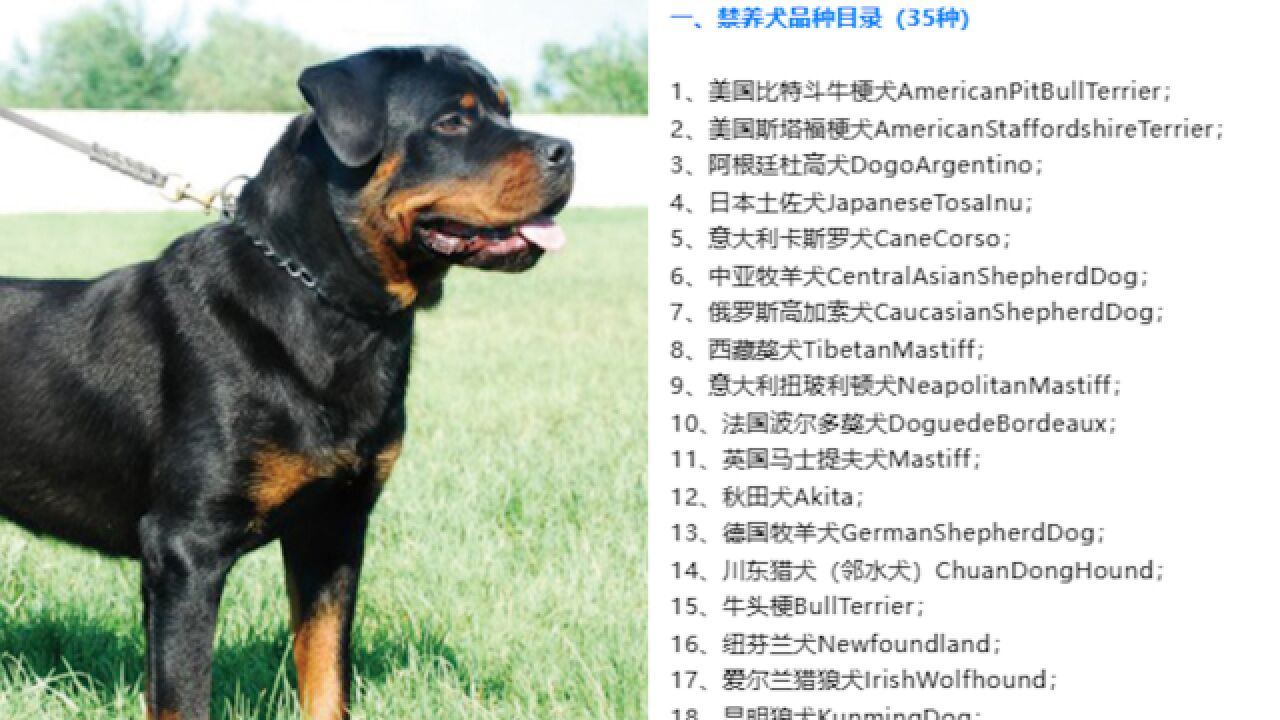 成都市发布禁养犬品种目录:由22种增至35种,其中包括罗威纳犬