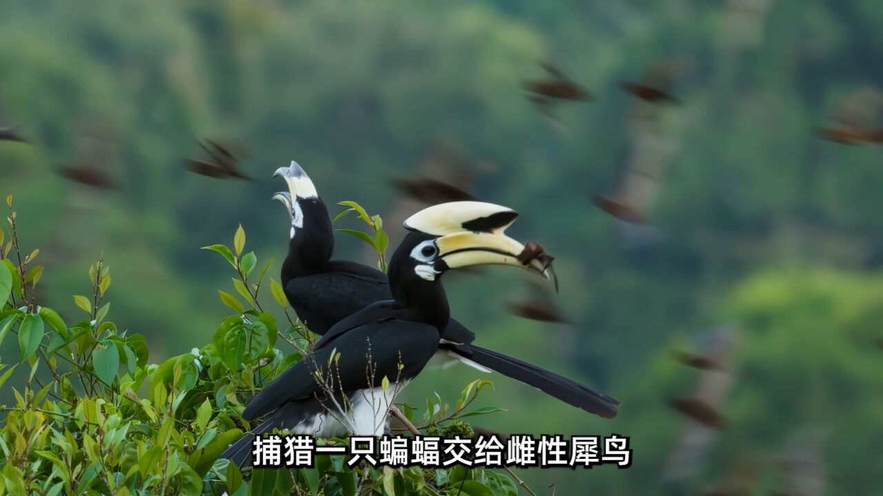 动物界的模范夫妻,冠斑犀鸟,也被称为爱情鸟