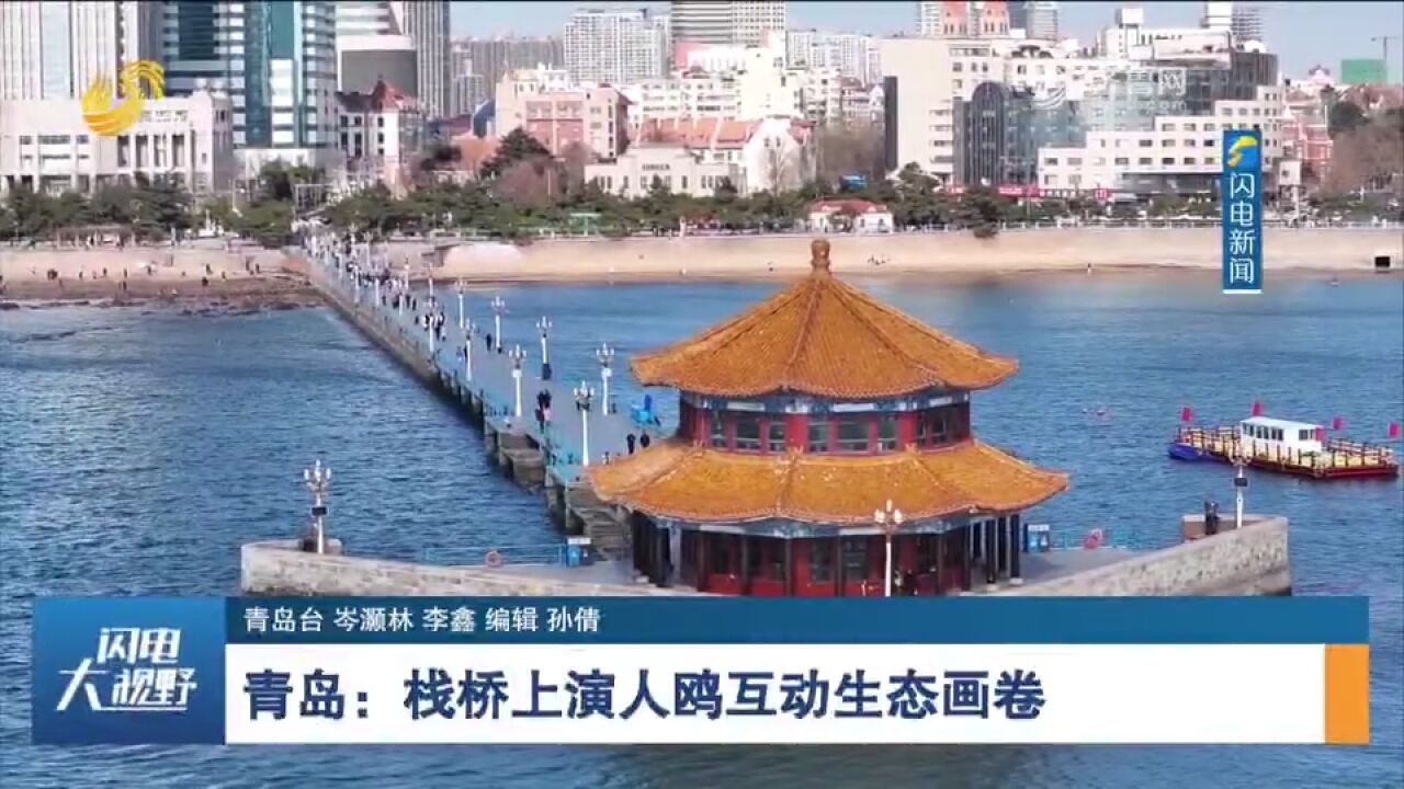 青岛栈桥海鸥翱翔天际,上演人鸥互动生态画卷,跟随镜头一起欣赏