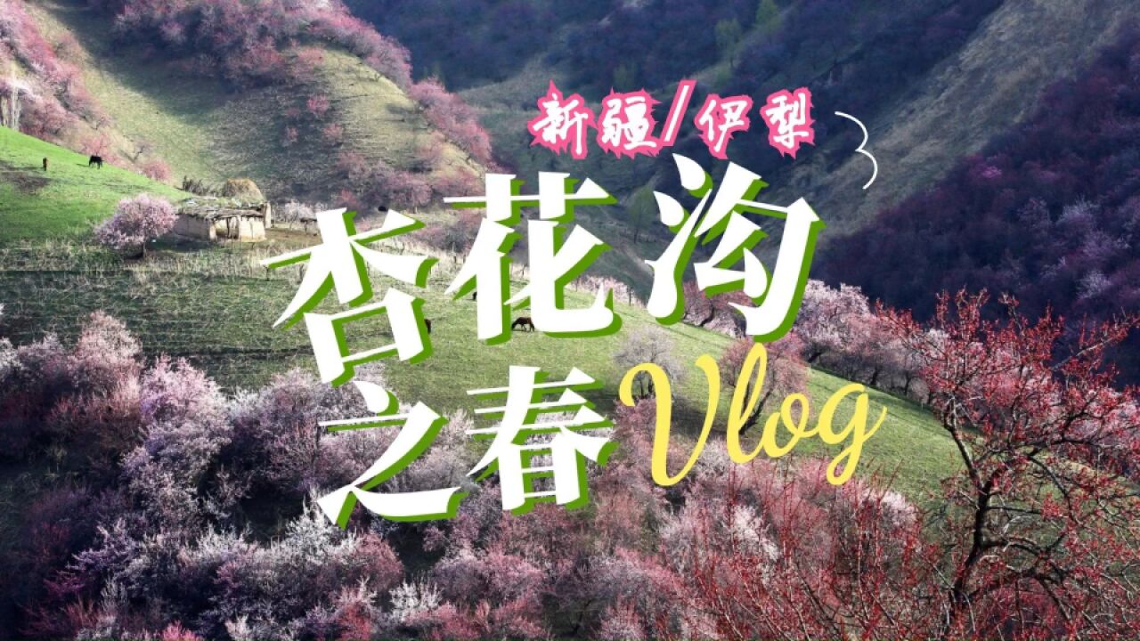 【新疆伊犁】只有漫山遍野的粉色,才能让杏花沟如此迷人