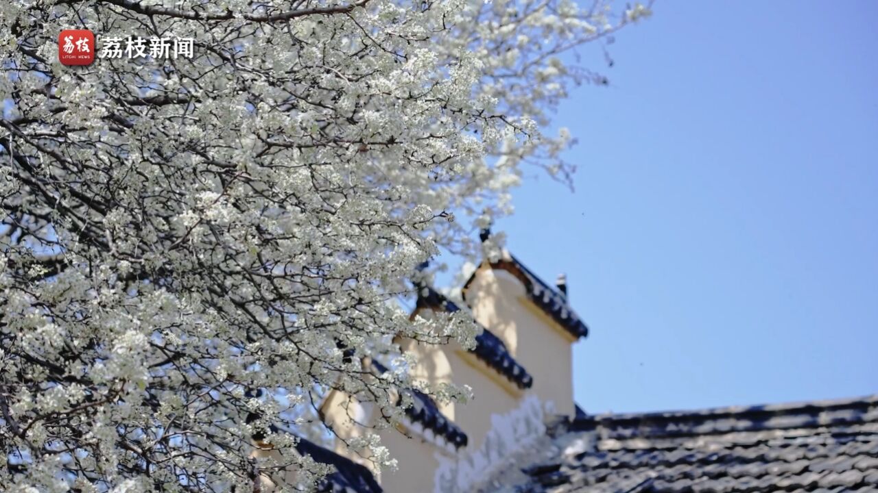 洁白如雪!安徽合肥大宝佛寺百年棠梨花绽放