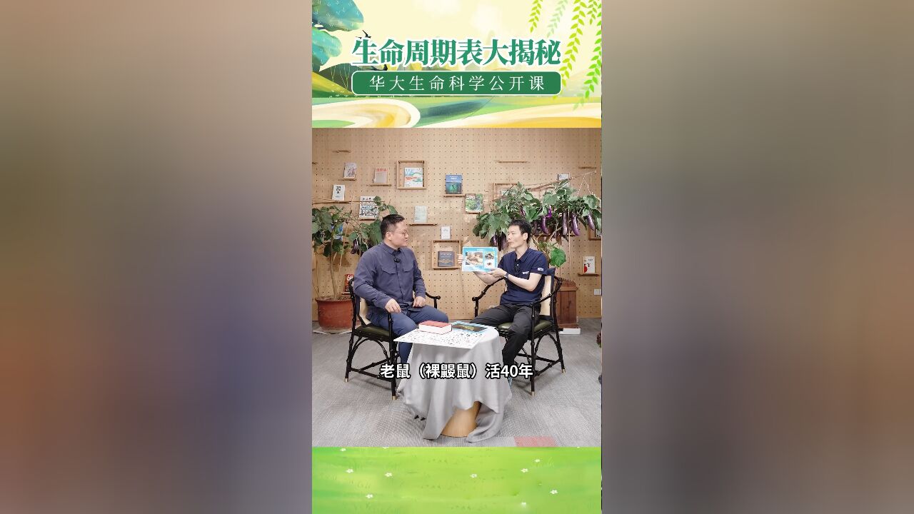 裸鼹鼠的生存智慧:生活在洞穴里眼睛退化,但寿命长达40年