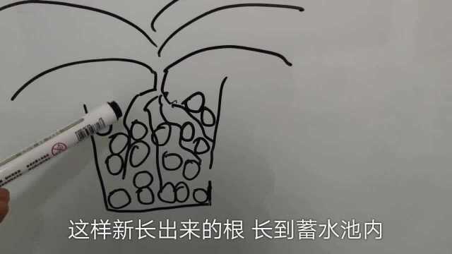 陶粒怎么种植兰花?这里有你最需要的兰花水培教程