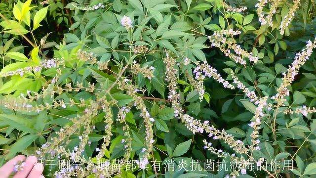 常见植物“黄荆条”,根、叶、花、种子价值高,它的用途你了解吗