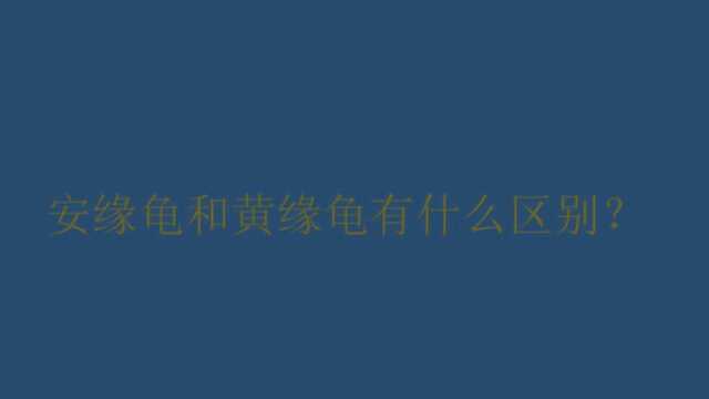 安缘龟和黄缘龟有什么区别?