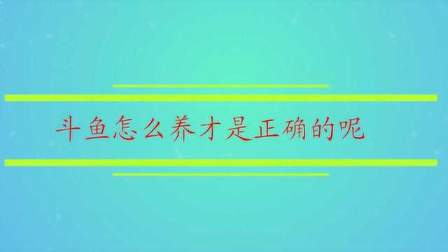 斗鱼怎么养才是正确的呢