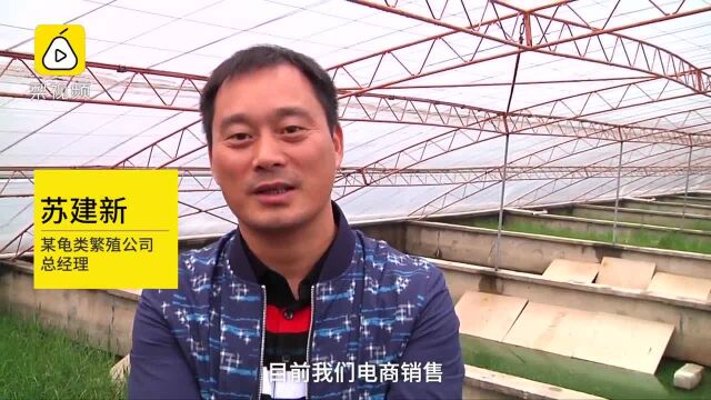 80后小伙辞金饭碗回乡卖宠物龟,卖到全国第一