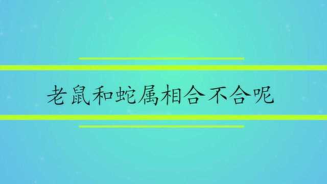 老鼠和蛇属相合不合呢