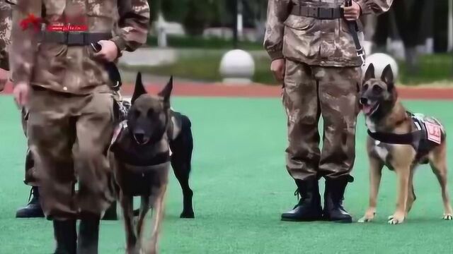 速度势如闪电 军犬挑战高难度障碍冲刺