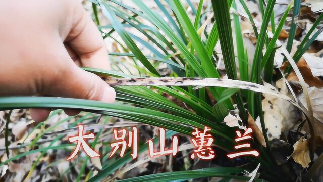 深山寻兰遇到几百棵大别山蕙兰,没有一株兰花艺草,真难遇到