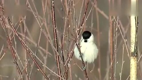 野生贝子鸟叫声！清脆优雅！深得很多人喜爱！