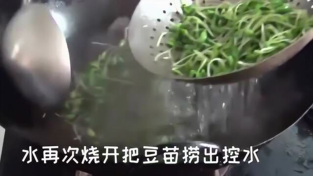 好吃易做,这道菜绝对不会劝退,黑豆苗怎么做好吃