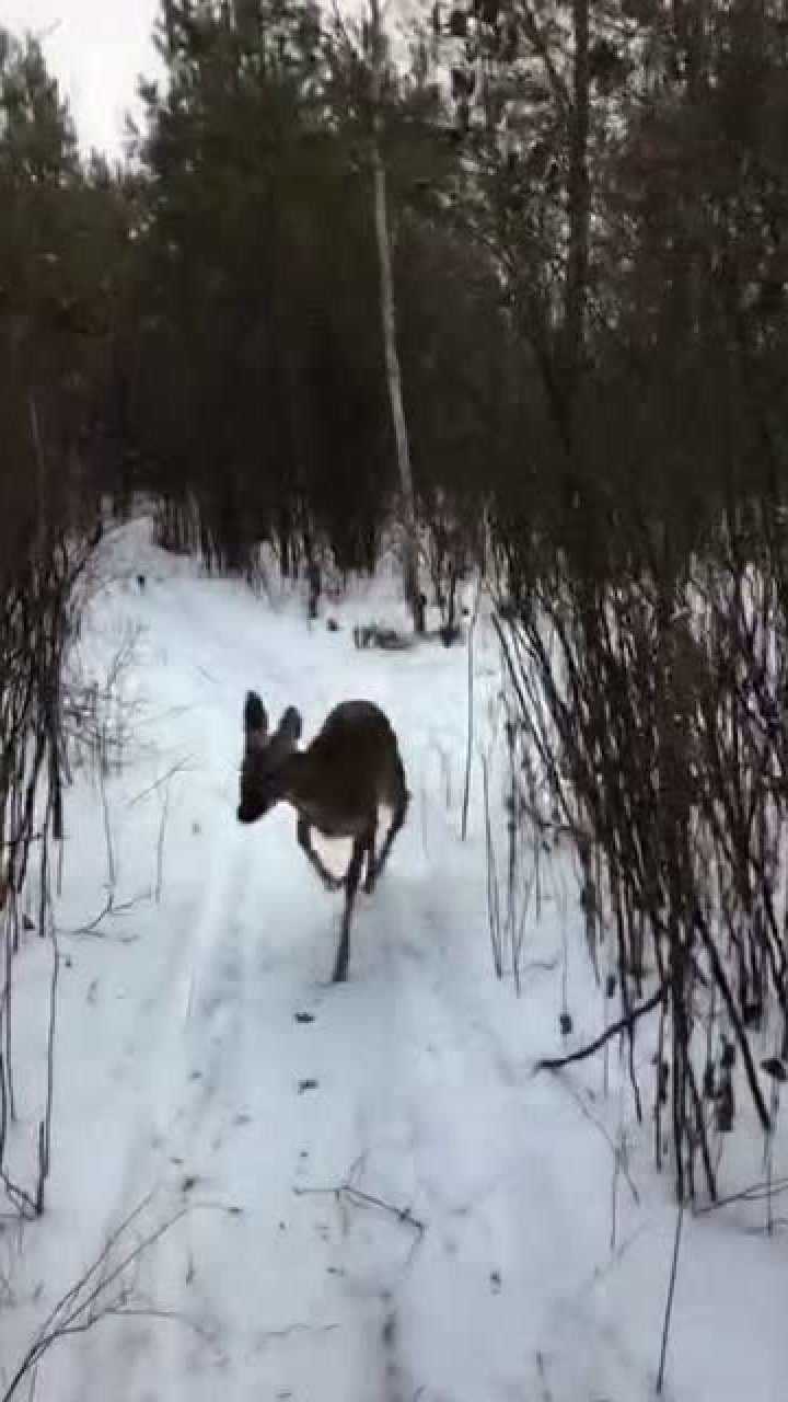 我往山里走傻狍子就跟着走看这傻狍的步伐是雪地烫脚吗