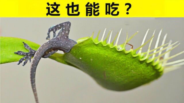 5个在自然界中只“吃肉”的植物