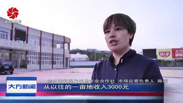 大方 “三位一体” 发展皱椒产业 助农增收!