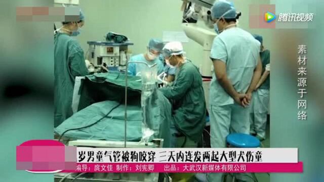 九岁男童气管被狗咬穿!大连三天内连发两起大型犬伤童!