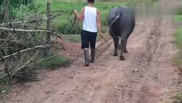 近距离观看现役云南身价最高的牛王黑霸王,这体格比擎天柱大一号