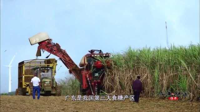 老广的味道:这里的甘蔗到了收割的季节,实在是太美了