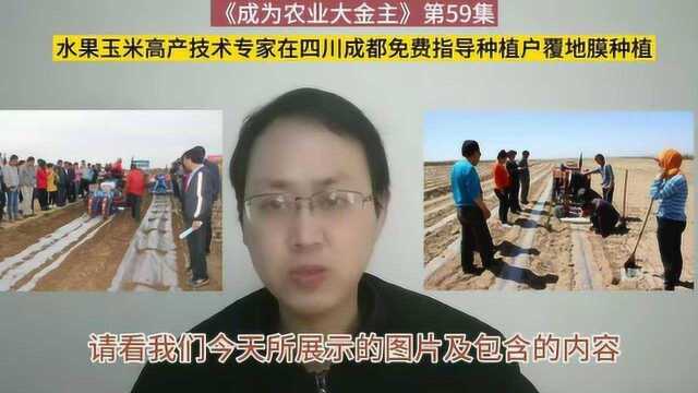 第59集 水果玉米高产技术专家在四川成都免费指导种植户如何覆地膜种植