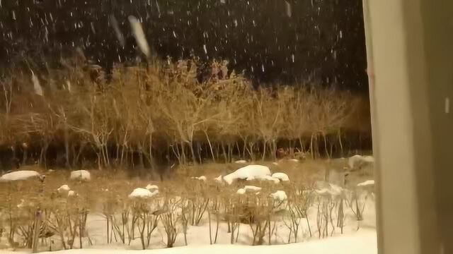 雪,伴着“雨水”节气,施施然地来了乌鲁木齐