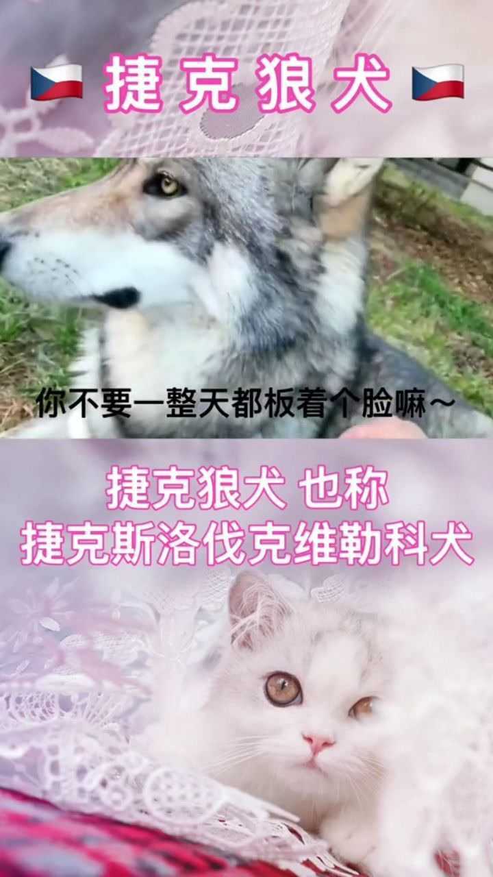 捷克狼犬也称捷克斯洛伐克威勒科犬