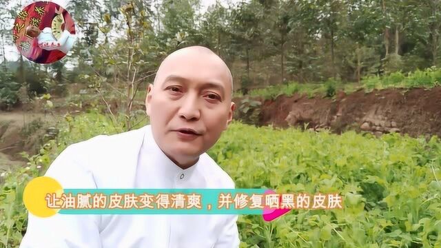 别小看碗豆苗哟!消肿,止痛,助消化,还能润肤美颜