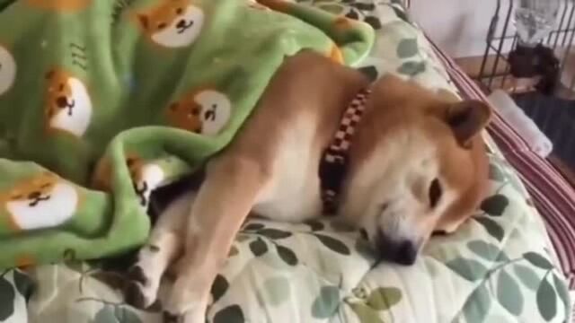 柴犬:果然盖着自己图案的被子睡的格外香