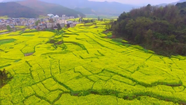 航拍贵州大山油菜花地,美不胜收,这里简直就是风水宝地