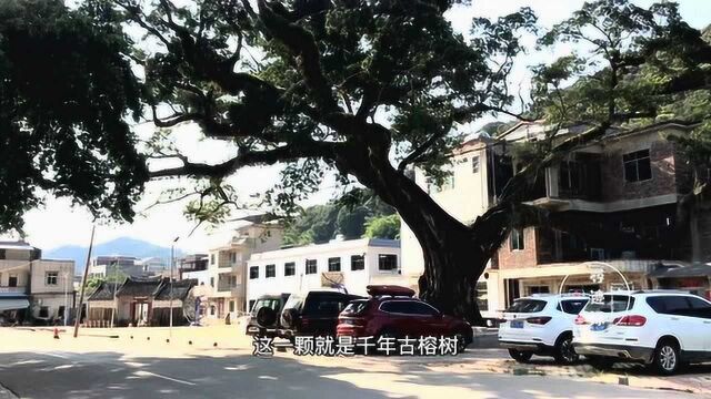 探访龙门县千年古榕树,十几个人都抱不完,树背后的故事令人感动