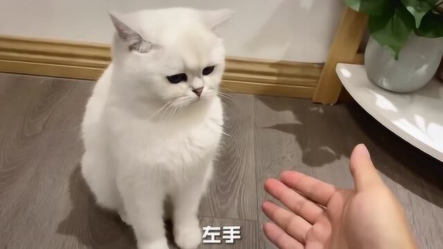 一定是全世界智商最高的猫咪,任何话都可以听懂,温暖可爱