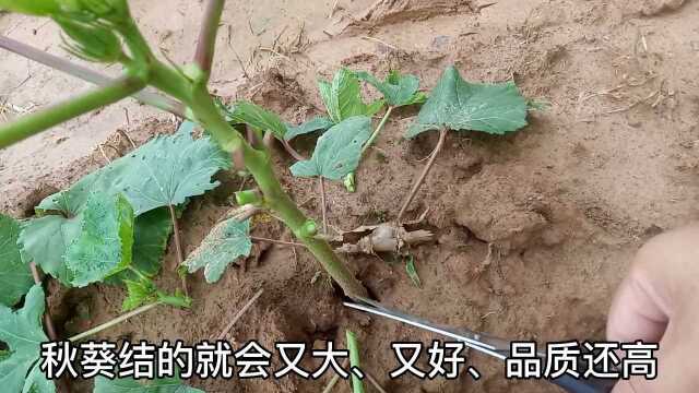 秋葵整枝打叉方法来咯,看视频,学两种蔬菜的管理,满满的干货