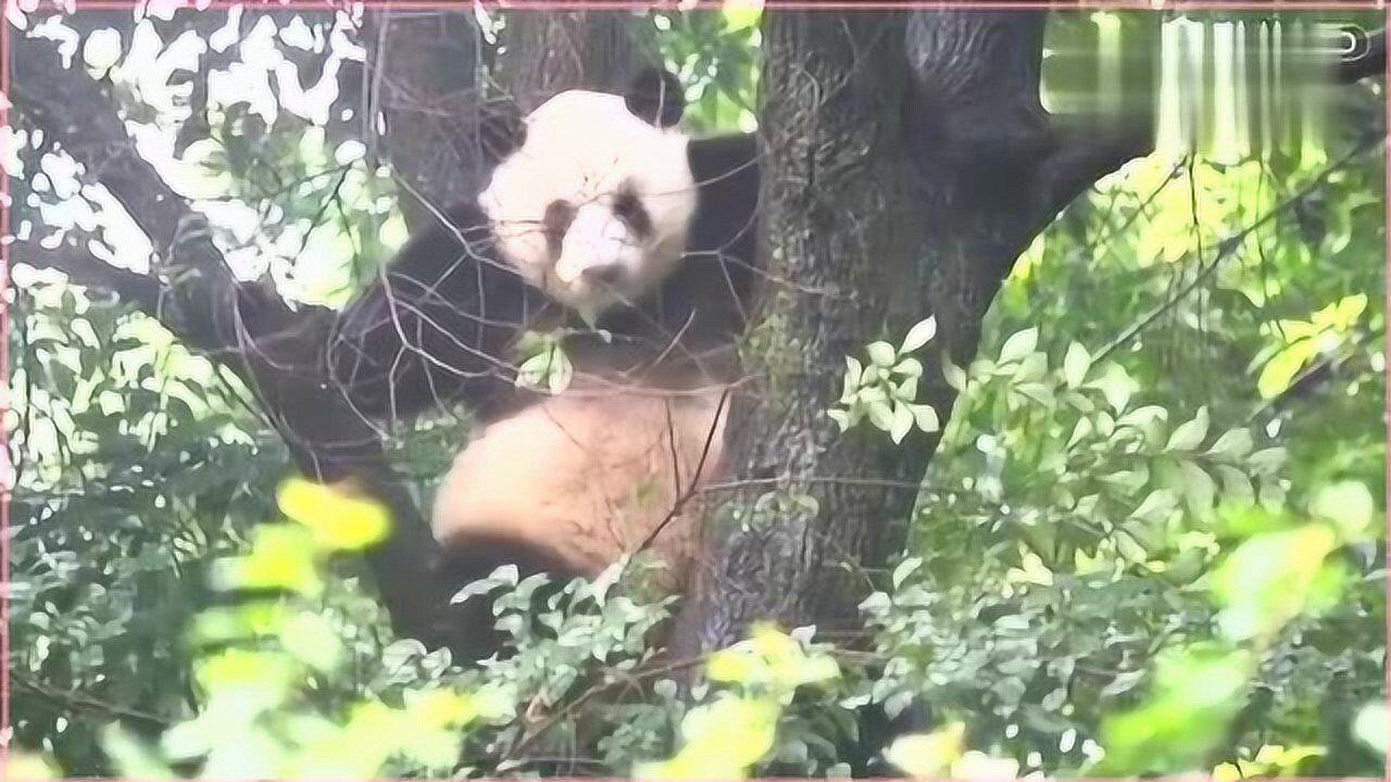 大熊猫萌萌二胖在树上真是灵活啊么么儿这点没遗传到这个基因