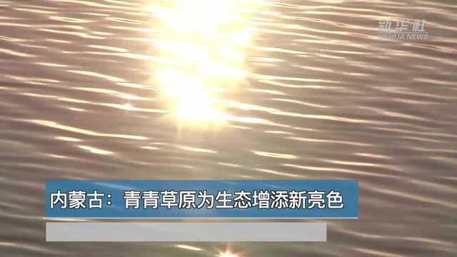 世界那么大丨内蒙古:青青草原为生态增添新亮色