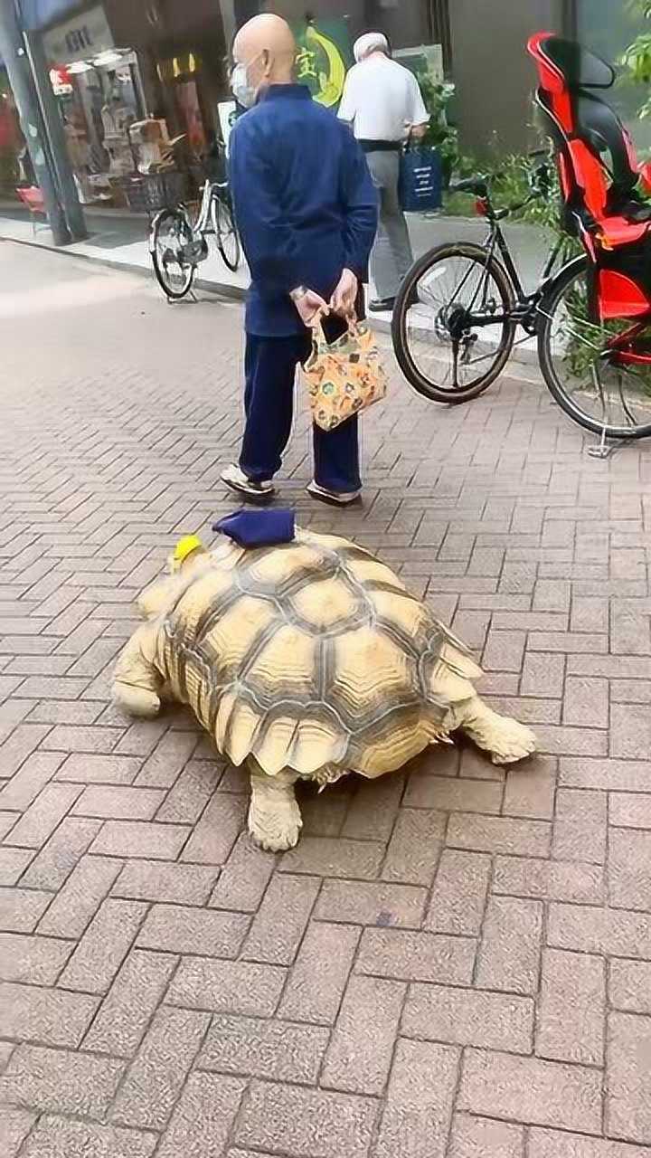 老爷爷街头溜乌龟看样子乌龟寿命比爷爷长吧体形太吓人