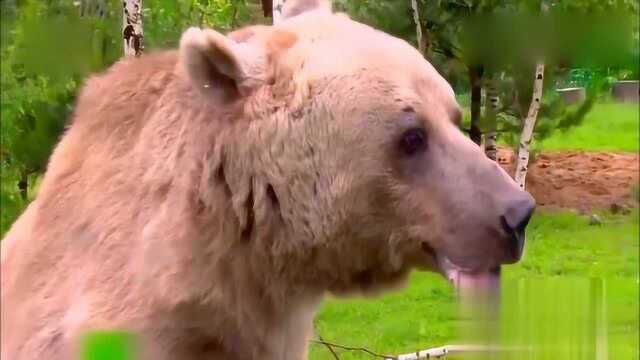 旅途的花样:“小鲜肉”斯捷潘的来历,让花样团感动不已