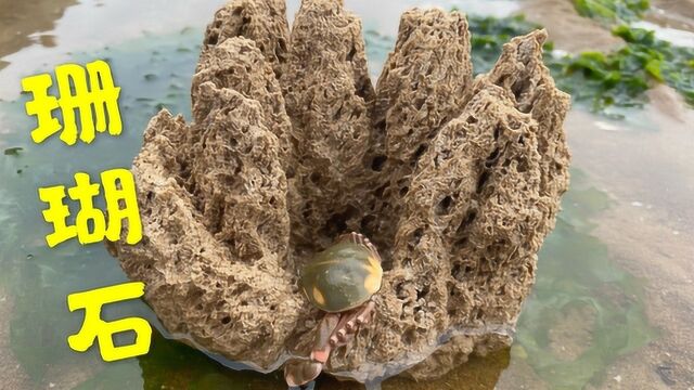 大洋赶海碰见近一斤重的海螺花,抓得浑身有劲,还捡到漂亮珊瑚石