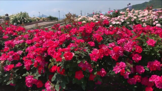 植物园玫瑰园各种玫瑰花竞相绽放,玫瑰花风景