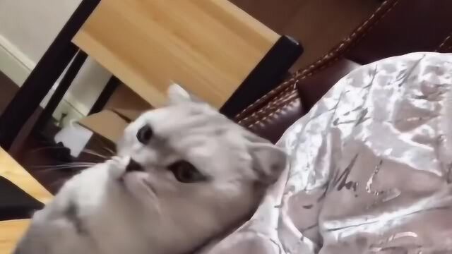 高冷猫咪居然撒娇要抱抱,这么凶的表情,真的合适吗?