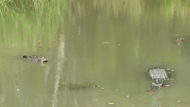 它尽管老了,但它仍然是这里的鳄鱼头领,巩固头领地位至关重要